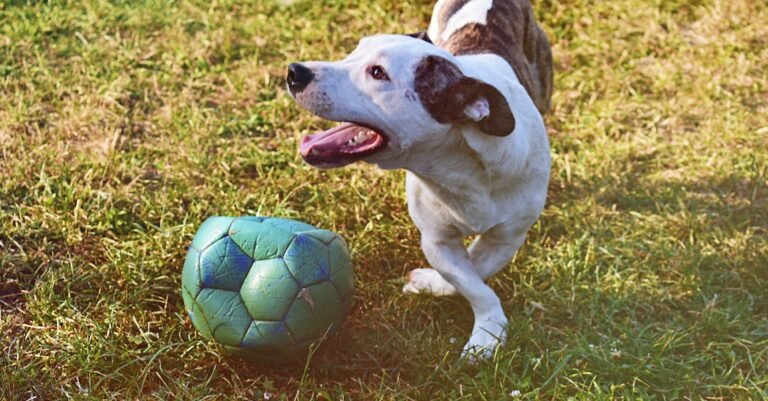Everything You Need To Know About Football
