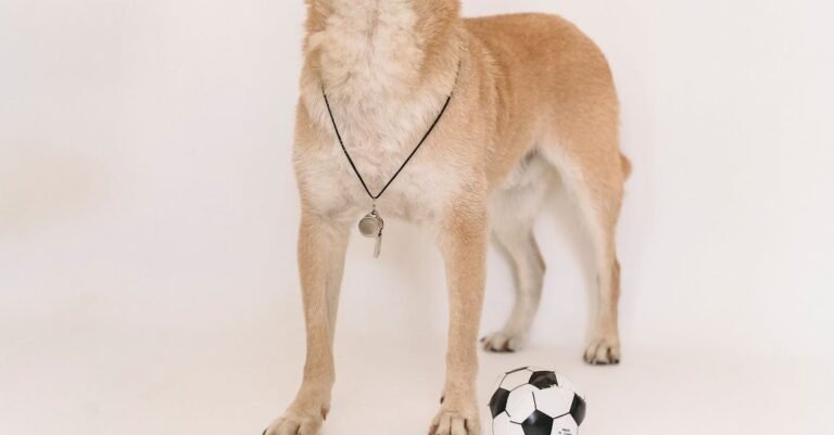 What You Have Always Wondered About Soccer